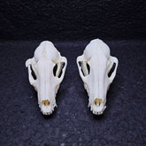 Raccoon Dog Skull | Natural Animal Bone Specimen | Ornament