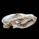 Fox Skull | Natural Bone Specimen | Feng Shui Ornament | Collectible