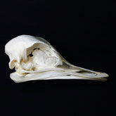 Ostrich Skull | Natural Animal Bone Specimen