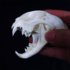 Cat Skull | Natural Animal Bone Specimen | Ornament | Collectible | Bone Carving & Bone Product