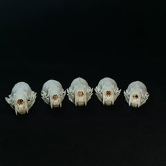Mink Skull | Natural Animal Bone Specimen | Ornament | Collectible | Bone Carving & Bone Product