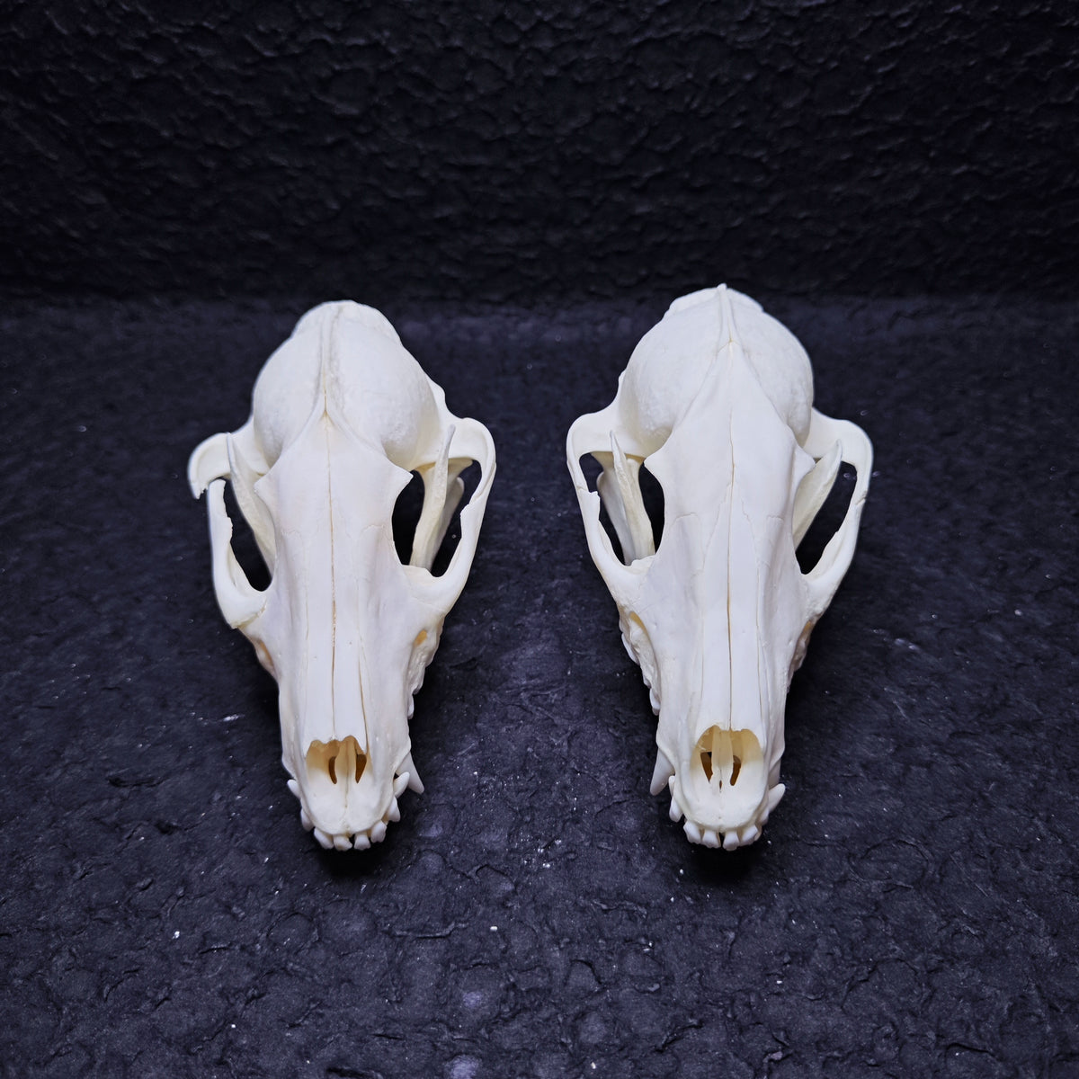 Raccoon Dog Skull | Natural Animal Bone Specimen | Ornament