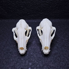 Raccoon Dog Skull | Natural Animal Bone Specimen | Ornament