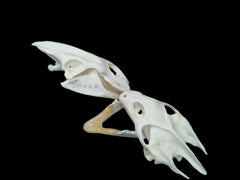 Soft-Shelled Turtle Skull | Natural Animal Bone Specimen