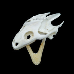 Soft-Shelled Turtle Skull | Natural Animal Bone Specimen