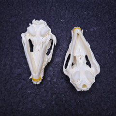 Raccoon Dog Skull | Natural Animal Bone Specimen | Ornament