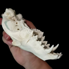 Fox Skull | Natural Bone Specimen | Feng Shui Ornament | Collectible