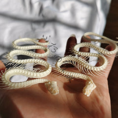 Snake Full-Body Skeleton Specimen | Ornament | Decoration | Collectible | Art Display  40 cm ≈ 15.8 inch