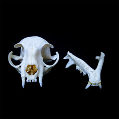 Cat Skull | Natural Animal Bone Specimen | Ornament | Collectible | Bone Carving & Bone Product