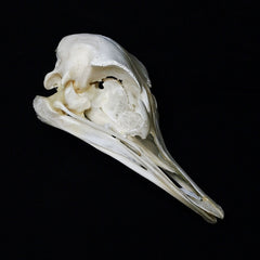 Ostrich Skull | Natural Animal Bone Specimen