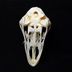 Ostrich Skull | Natural Animal Bone Specimen