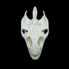 Soft-Shelled Turtle Skull | Natural Animal Bone Specimen