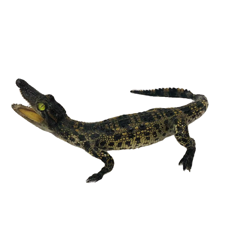 1 PC real crocodile taxidermy specimen animal skull rare decor stuffed craft