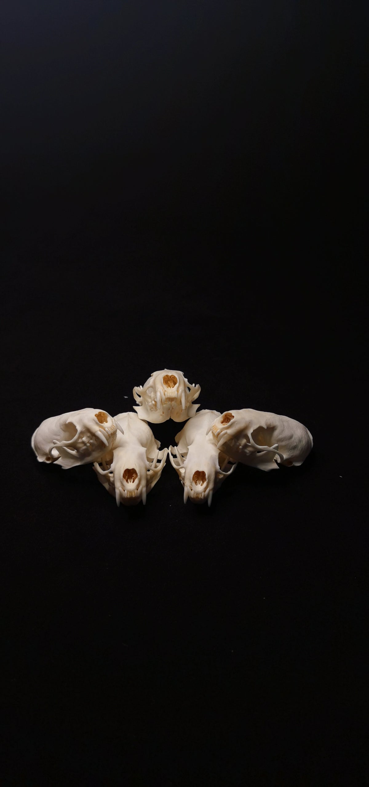 Mink Skull | Natural Animal Bone Specimen | Ornament | Collectible | Bone Carving & Bone Product