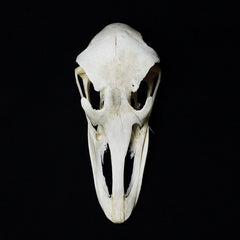 Ostrich Skull | Natural Animal Bone Specimen