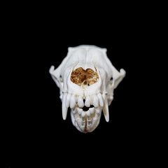 Fox Skull | Natural Bone Specimen | Feng Shui Ornament | Collectible