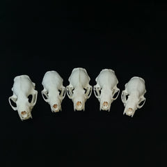 Mink Skull | Natural Animal Bone Specimen | Ornament | Collectible | Bone Carving & Bone Product