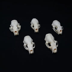 Mink Skull | Natural Animal Bone Specimen | Ornament | Collectible | Bone Carving & Bone Product