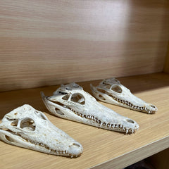 1PC Crocodile Bone Specimen and Real Crocodile Skull