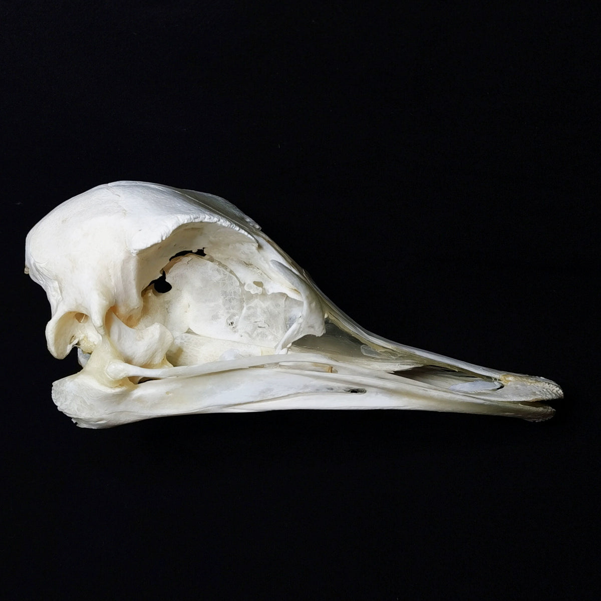 Ostrich Skull | Natural Animal Bone Specimen