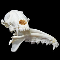 Fox Skull | Natural Bone Specimen | Feng Shui Ornament | Collectible