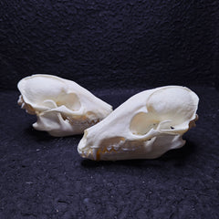 Raccoon Dog Skull | Natural Animal Bone Specimen | Ornament