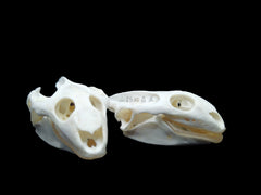 Soft-Shelled Turtle Skull | Natural Animal Bone Specimen