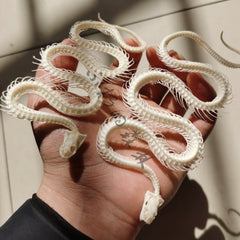 Snake Full-Body Skeleton Specimen | Ornament | Decoration | Collectible | Art Display  40 cm ≈ 15.8 inch