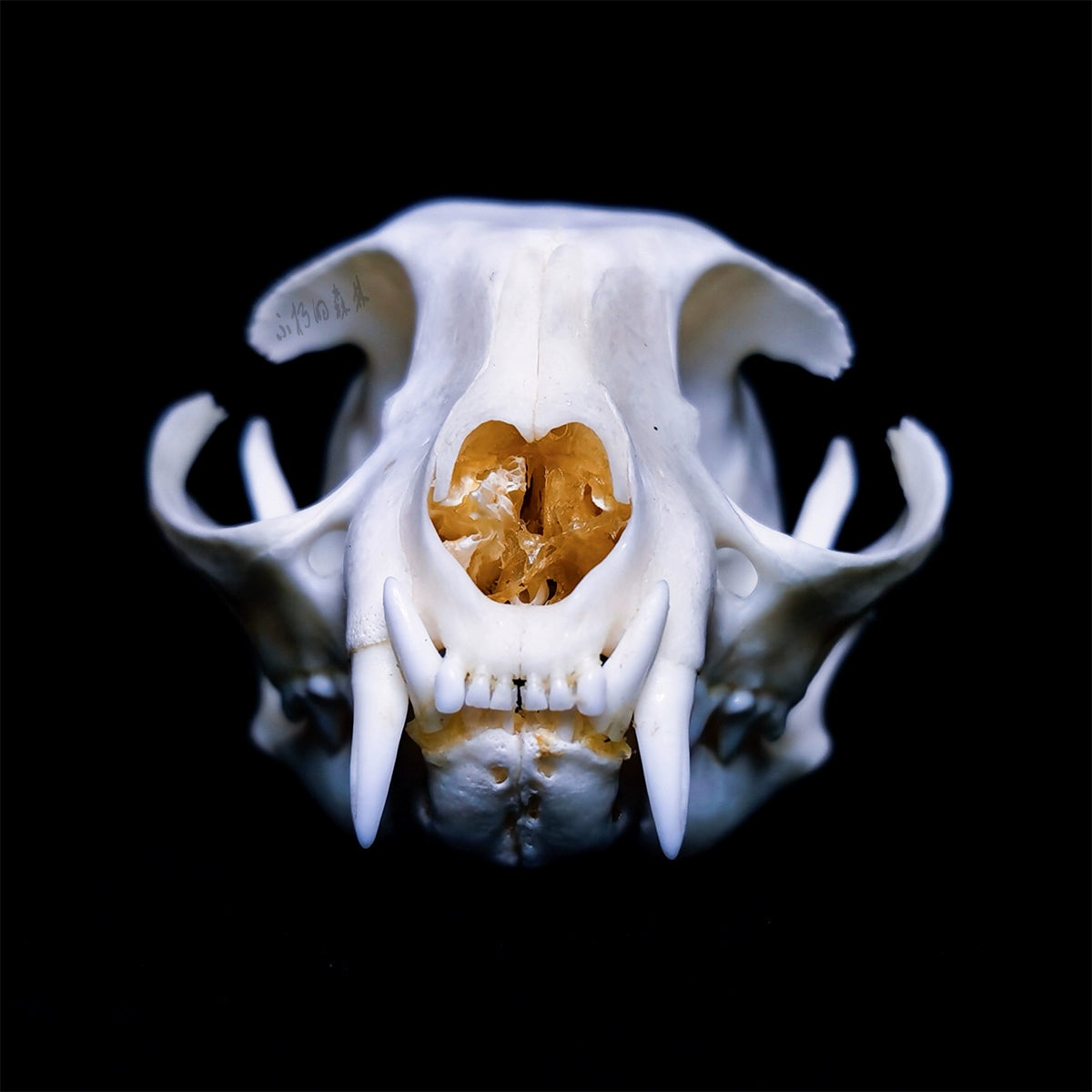 Cat Skull | Natural Animal Bone Specimen | Ornament | Collectible | Bone Carving & Bone Product