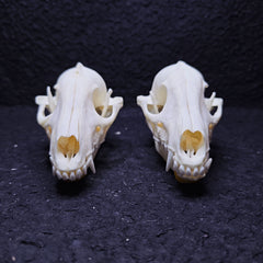 Raccoon Dog Skull | Natural Animal Bone Specimen | Ornament