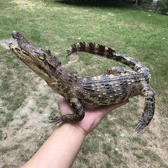 1 PC real crocodile taxidermy specimen animal skull rare decor stuffed craft