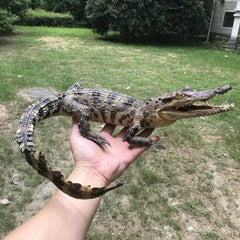 1 PC real crocodile taxidermy specimen animal skull rare decor stuffed craft