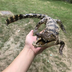 1 PC real crocodile taxidermy specimen animal skull rare decor stuffed craft