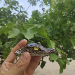 1-Piece Real Crocodile Head Specimen Keychain | Car Keychain Accessory | Gift-